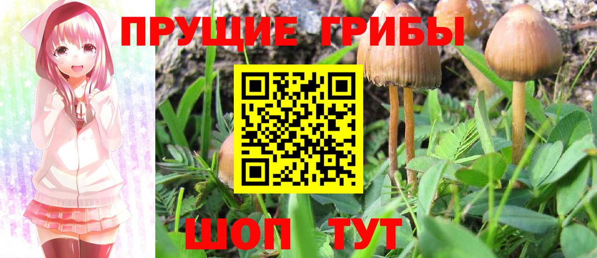 Галлюциногенные грибы Psilocybe  Вход с VPN  где купить   Тихвин 